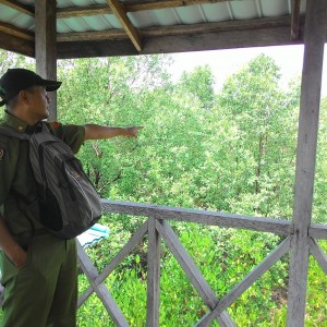 Zaini Tengah Menunjuk Kawasan Penyemaian Bibit Bakau di Kawasan Mangrove Pasar Boom Panjang (RUN)
