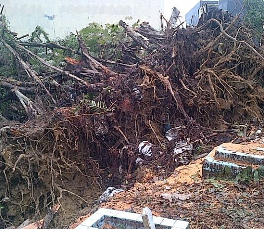 Pohon Beringin Tumbang Timpa 4 Rumah Dan Makam