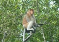 Bekantan, satwa dilindungi di Hutan Mangrove Tarakan (google)