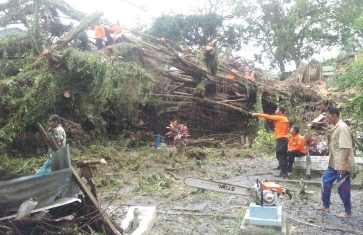 Pohon Beringin Tua Tumbang, Menimpa Rumah Warga dan Pemakaman