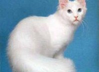 Perbedaan Kucing Persia Dan Kucing Anggora