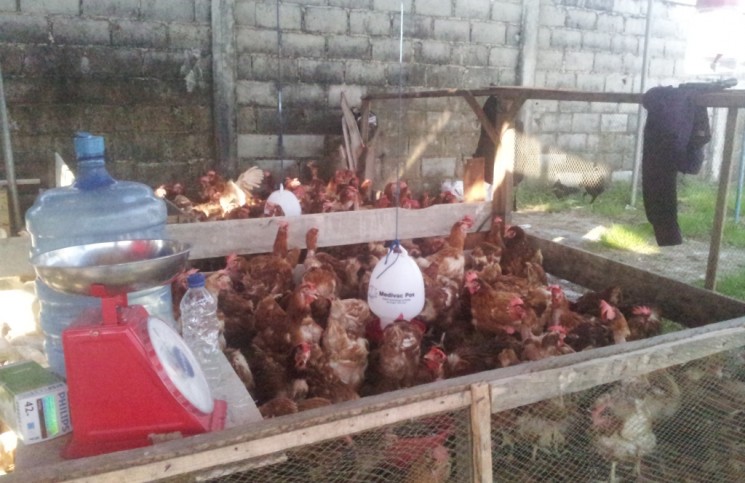Lebaran Tiba, Penjual Ayam Dadakan Di Tarakan Mulai Bermunculan.