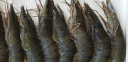 udang tarakan