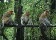 Hutan Lindung Tarakan Surga Hewan Yang Dilindungi