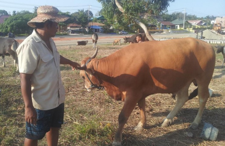 Rp 28 Juta Harga Sapi Paling Mahal Di Tarakan