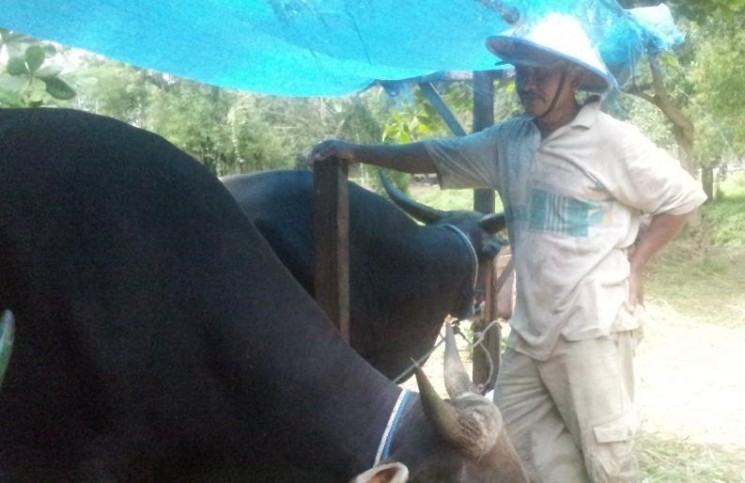 Penjualan Sapi Meningkat Jelang Idul Adha, Keuntungan Bisa Rp 200 Juta