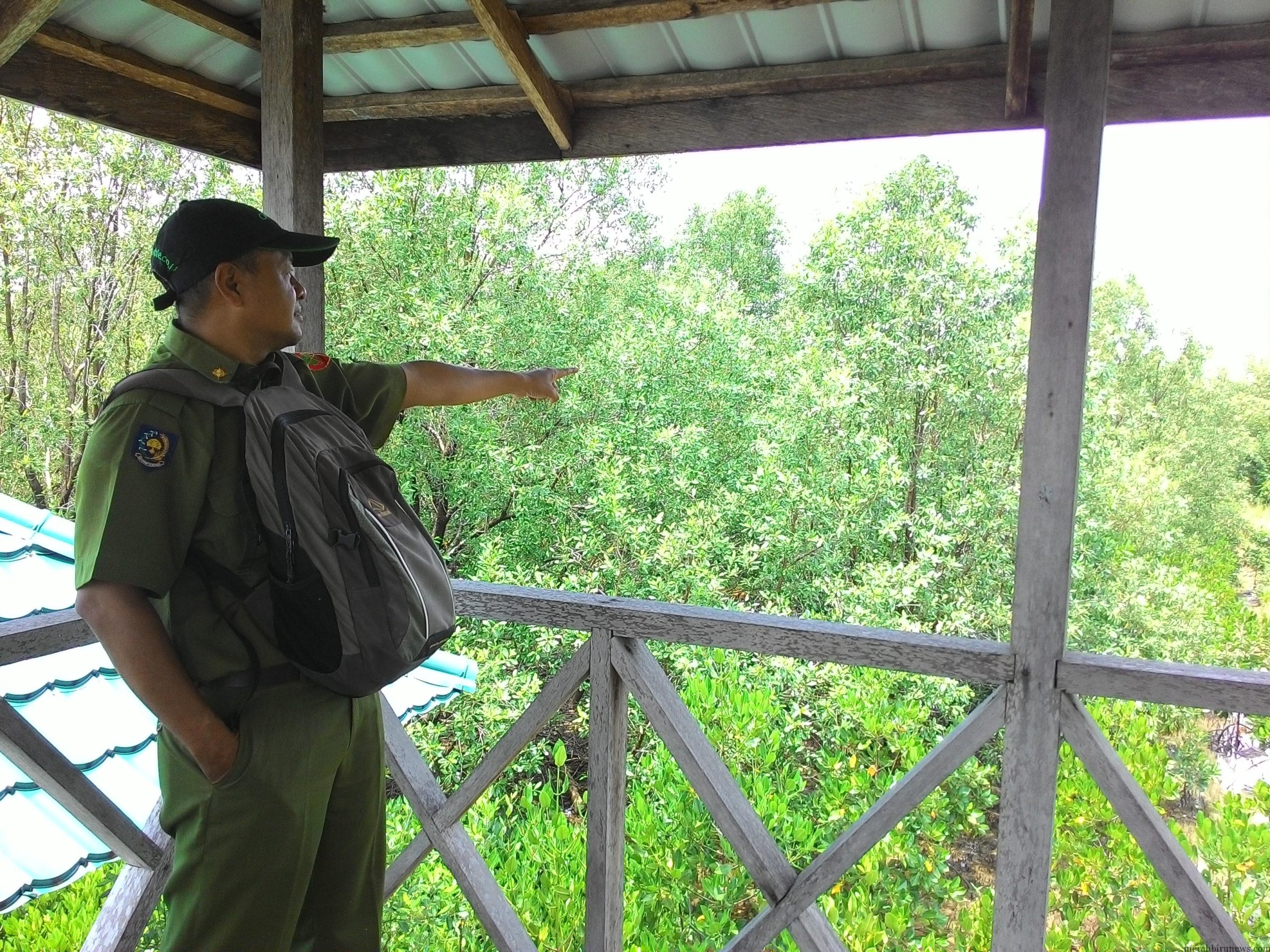 Zaini Tengah Menunjuk Kawasan Penyemaian Bibit Bakau di Kawasan Mangrove Pasar Boom Panjang (RUN)