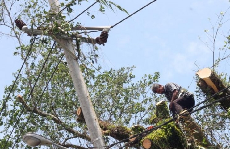 Tiang Listrik Rusak Karena Pohon Tumbang, Listrik Sempat Padam