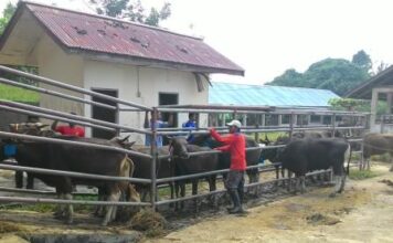 RPH Aki Babu Kebanjiran Order Pemotongan Hewan Korban