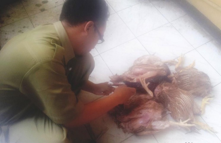Waspada Ayam Tiren! Polres Tarakan tangkap 1 oknum penjualnya
