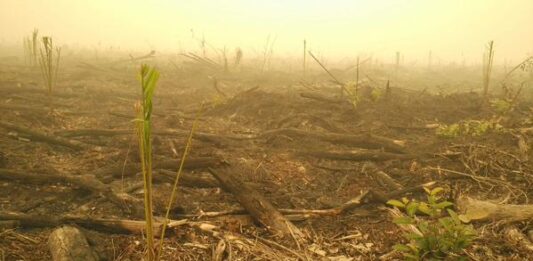 Foto Lahan Yang Dibakar Mulai Ditumbuhi Sawit