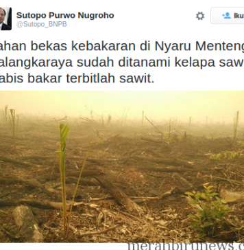 Temuan @Sutopo_BNPB Bekas Lahan Kebakaran Mulai Ditanami Pohon Sawit