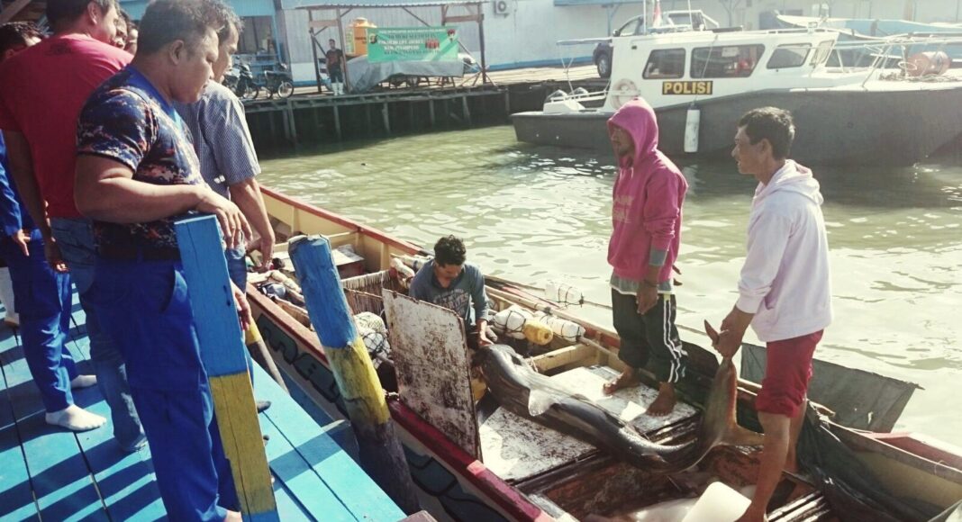 Tangkap Hiu Di Indonesia, Kapal Nelayan Malaysia Diamankan Polisi