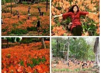 Inilah Penampakan Kebun Bunga Amaryllis di Patuk Gunungkidul Jogja Yang Rusak Karena Selfie