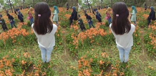 Inilah Penampakan Kebun Bunga Amaryllis di Patuk Gunungkidul Jogja Yang Rusak Karena Selfie