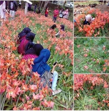 Inilah Penampakan Kebun Bunga Amaryllis di Patuk Gunungkidul Jogja Yang Rusak Karena Selfie