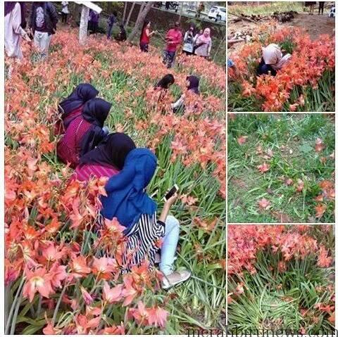 Inilah Penampakan Kebun Bunga Amaryllis di Patuk Gunungkidul Jogja Yang Rusak Karena Selfie