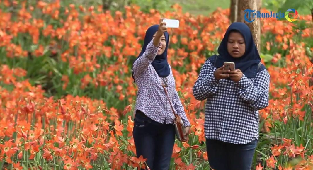 Inilah Penampakan Kebun Bunga Amaryllis di Patuk Gunungkidul Jogja Yang Rusak Karena Selfie