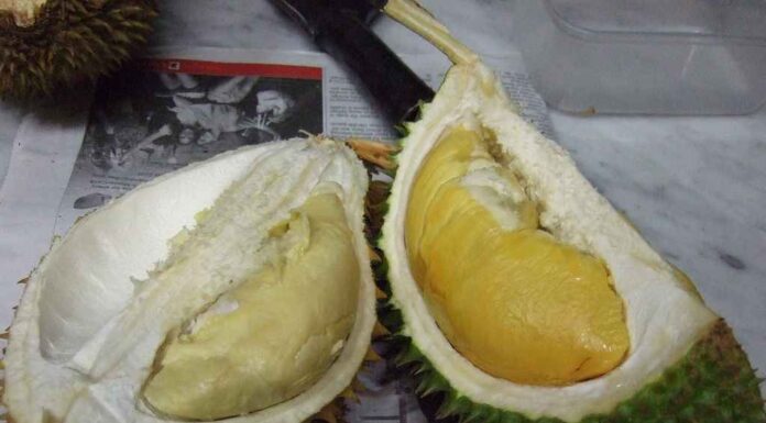 Bolehkah Balita Makan Durian?