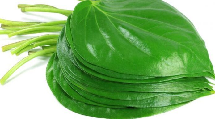 Pentingnya Khasiat Daun Sirih Untuk Kesehatan Mulut Daun Sirih
